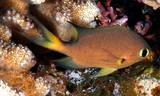 Pycnochromis atripes Dark-fin chromis New Caledonia Body orangish brown