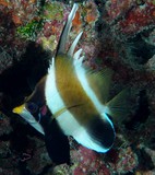 Heniochus chrysostomus Threeband pennantfish New Caledonia marine fauna diving