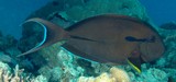 Acanthurus nigricauda Epaulette surgeonfish New Caledonia  dark brown without lines on body