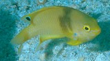 Pomacentrus amboinensis Ambon damsel New Caledonia lagoon fish identification aquarium trade