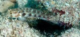 Gnatholepis cauerensis gobie à oeil rayé Nouvelle-Calédonie  couleur grise à verdâtre, avec des barres verticales plus foncées