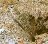 Ctenogobiops aurocingulus Gold-streaked prawn-goby New Caledonia fish lagoon Caledonian