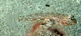 Ancistrogobius yoshigoui Threadless cheek-hook goby New Caledonia lacks a filamentous spine on the first dorsal fin