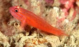 Trimma capostriatum Spotted Redlined Pygmygoby round or oval light spots New Caledonia