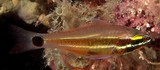 Ostorhinchus selas Meteor cardinalfish New Caledonia black spot as large as eye centered on caudal-fin base