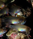 Zoramia flebila New Caledonia Fish school Apogonidae