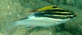 Scolopsis bilineata Yellow-finned spine-cheek New Caledonia subadulte