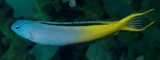 Meiacanthus atrodorsalis poisson de Nouvelle-Calédonie identification