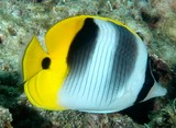 Chaetodon ulietensis Pacific double-saddle butterflyfish New Caledonia  vertical lines and two dark bands on the body