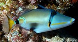 Rhinecanthus lunula Halfmoon picassofish New Caledonia rare fish collection