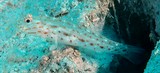 Ctenogobiops crocineus Saffron shrimp-goby New Caledonia larger dark spots on ventral half of body often encircled with blue dots