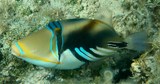 Rhinecanthus aculeatus White-banded triggerfish New Caledonia stripes side body
