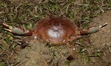 Scylla serrata Green mangrove crab New Caledonia carapace green to almost black