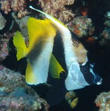 Heniochus monoceros Masked bannerfish New Caledonia  bony protruberance on the head