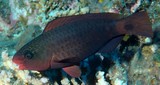 Chlorurus spilurus spectacled parrotfish New Caledonia initial phase is dark reddish brown