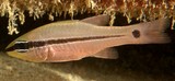 Pristiapogon fraenatus Spurcheek cardinalfish New Caledonia basicaudal spot is centered at the level of the lateral stripe