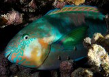 Scarus rivulatus Rivulated parrotfish New Caledonia yellow pectoral fins and orange cheeks