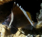 Heniochus varius Horned bannerfish New Caledonia lagoon reef scuba diving