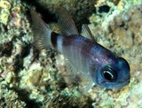 Nectamia fusca Three-saddled cardinalfish New Caledonia reef flats and shallow lagoons