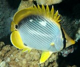 Chaetodon melannotus 黑背蝴蝶魚 新喀里多尼亞