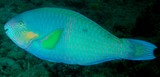 Scarus rivulatus Tattoed parrotfish New Caledonia yellow pectoral fins and orange cheeks