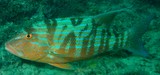 Symphorus nematophorus Vivaneau diable Nouvelle-Calédonie poisson dangereux ciguatera