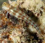 Ecsenius isos New Caledonia fish lagoon reef aquarium
