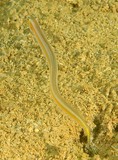 Gunnellichthys viridescens Yellowstripe wormfish New Caledonia short pelvic fins