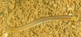 Gunnellichthys viridescens Yellowstripe wormfish New Caledonia short pelvic fins