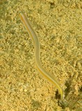 Gunnellichthys viridescens Anguille à rayure jaune Nouvelle-Calédonie poissons fond de sable