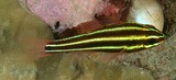 Ostorhinchus nigrofasciatus Blackstripe cardinalfish New Caledonia alternating black and yellow stripes, dark stripes wider