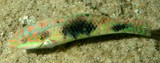 Halichoeres margaritaceus Pearl-spotted wrasse New Caledonia a black spot on opercular flap