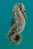 Hippocampus kuda Common seahorse New Caledonia Syngnathidae Family