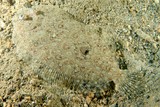 Bothus pantherinus Leopard flounder New Caledonia Eyed side with dark spots, blotches and rings on body and median fins