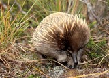 Short-beaked echidna Tachyglossus aculeatu Tasmania most widespread native mammal Australia