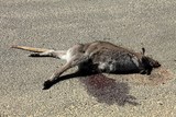 Collision vehicle killing a kangaroo Tasmania Australia