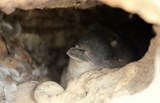 Chick in nest burrow little blue penguins Eudyptula minor Tasmania Australia