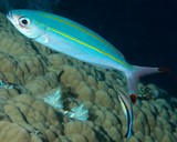 Pterocaesio digramma Twin Yellow-striped Fusilier New Caledonia fish lagoon
