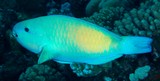 Chlorurus spilurus Bullethead Parrotfish New Caledonia a broad zone of the body may be suffused with yellow