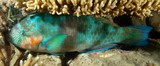 Scarus rivulatus Surf parrotfish New Caledonia resting under coral branch night picture