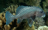Plectorhinchus chaetodonoides Harlequin sweetlips Night picture adult New Caledonia underwater photography tourism