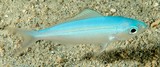 Pterocaesio trilineata Three-stripe fusilier Juvenile New Caledonia Body silvery bluish
