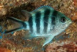 Abudefduf sexfasciatus Scissortail sergeant New Caledonia fish lagoon reef marine fauna