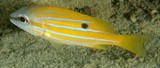 Lutjanus quinquelineatus Gold-striped sea-perch New Caledonia black spot body