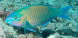 Scarus psittacus Common parrotfish New Caledonia body grey to reddish brown