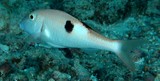 Parupeneus pleurostigma Sidespot goatfish New Caledonia pale blue spots, one per scale
