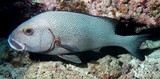 Plectorhinchus pica Gaterin noir et blanc Loche casteix Nouvelle-Calédonie poisson du lagon Calédonien