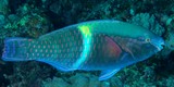 Scarus schlegeli Five-banded parrotfish New Caledonia Males are dark bluish to purple with a pale blue on the upper body anteriorly