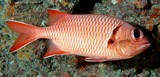Myripristis berndti Bigscale soldierfish New Caledonia  inner pectoral axil with small scales