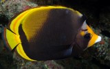 Chaetodon flavirostris Black butterflyfish New Caledonia lagoon aquarium reef
